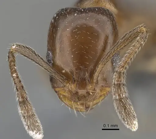 Monomorium esharre specimen CASENT0787952 image casent0787952_2