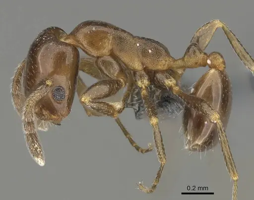 Monomorium esharre specimen CASENT0787952 image casent0787952_3