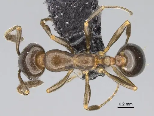 Monomorium esharre specimen CASENT0822184 image casent0822184_1