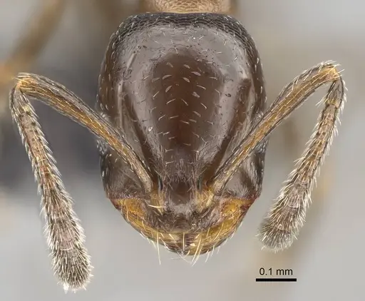Monomorium esharre specimen CASENT0822184 image casent0822184_2
