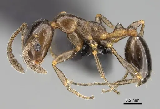 Monomorium esharre specimen CASENT0822184 image casent0822184_3