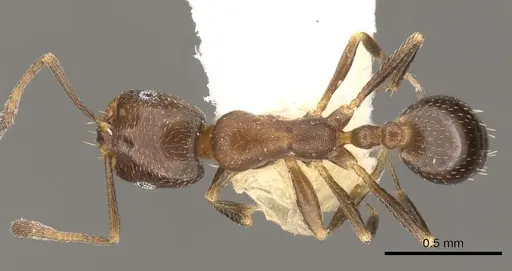 Monomorium esharre specimen CASENT0902211 image casent0902211_1