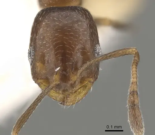 Monomorium esharre specimen CASENT0902211 image casent0902211_2