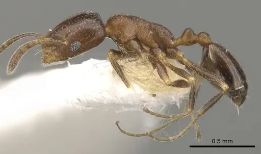 Monomorium esharre specimen CASENT0902211 image casent0902211_3