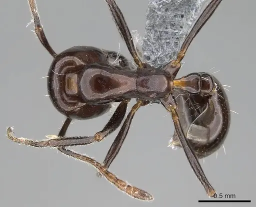 Monomorium excelsior specimen CASENT0787943 image casent0787943_1