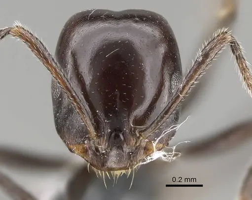 Monomorium excelsior specimen CASENT0787943 image casent0787943_2