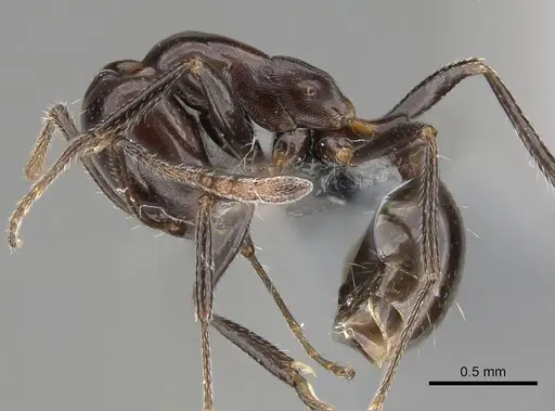 Monomorium excelsior specimen CASENT0787943 image casent0787943_3