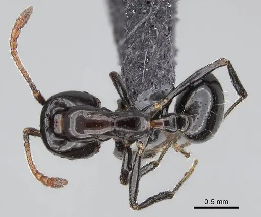 Monomorium excelsior specimen CASENT0822237 image casent0822237_1