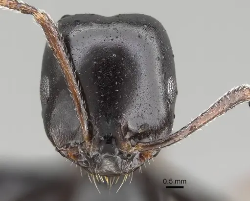 Monomorium excelsior specimen CASENT0822237 image casent0822237_2