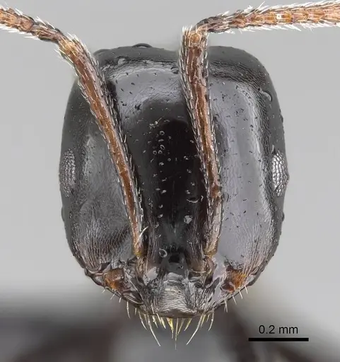 Monomorium excelsior specimen CASENT0822237 image casent0822237_3