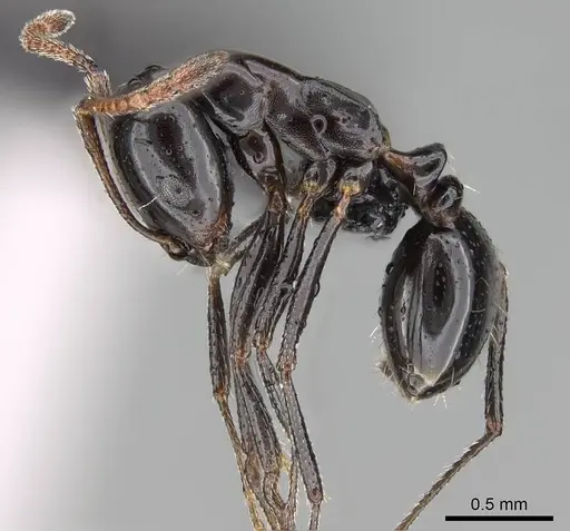 Monomorium excelsior specimen CASENT0822237 image casent0822237_4