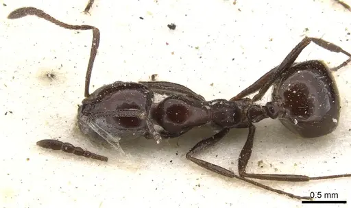 Monomorium excelsior specimen CASENT0902203 image casent0902203_1