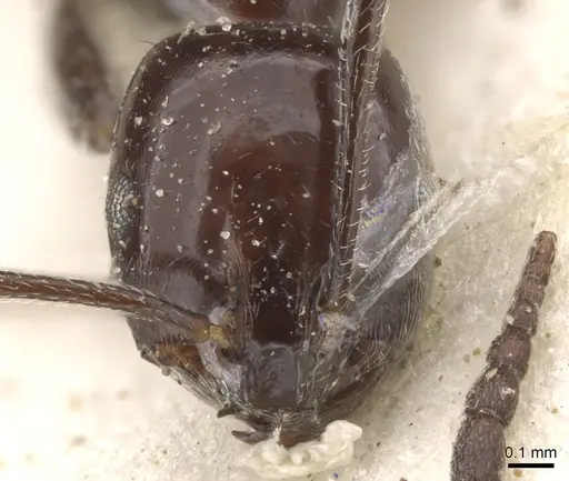 Monomorium excelsior specimen CASENT0902203 image casent0902203_2