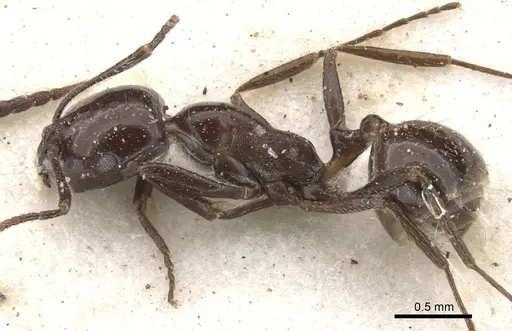 Monomorium excelsior specimen CASENT0902203 image casent0902203_3