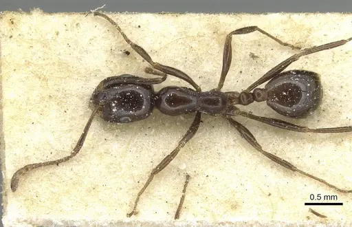 Monomorium excelsior specimen CASENT0913580 image casent0913580_1