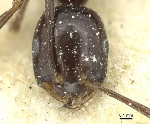 Monomorium excelsior specimen CASENT0913580 image casent0913580_2