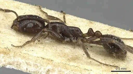 Monomorium excelsior specimen CASENT0913580 image casent0913580_3