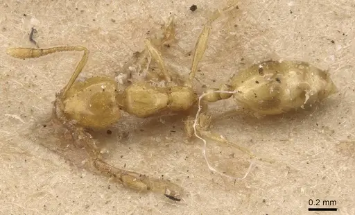 Monomorium excensurae specimen CASENT0908714 image casent0908714_1