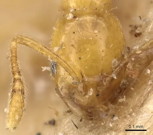 Monomorium excensurae specimen CASENT0908714 image casent0908714_2
