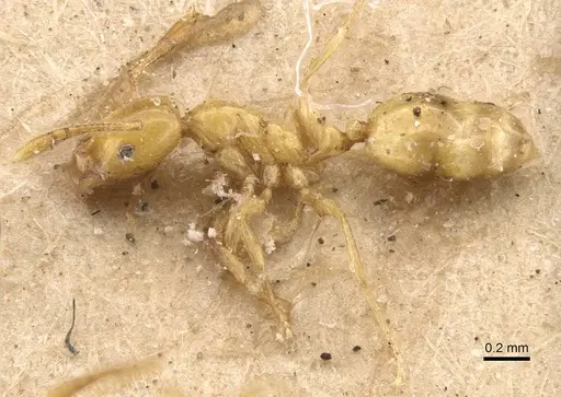 Monomorium excensurae specimen CASENT0908714 image casent0908714_3