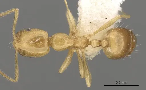 Monomorium excensurae specimen CASENT0914327 image casent0914327_1