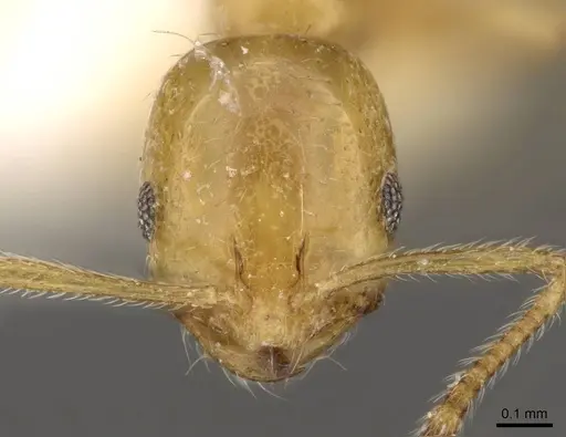 Monomorium excensurae specimen CASENT0914327 image casent0914327_2