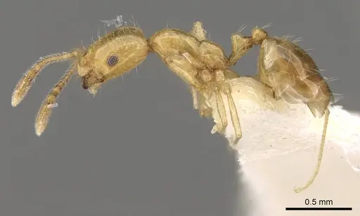 Monomorium excensurae specimen CASENT0914327 image casent0914327_3