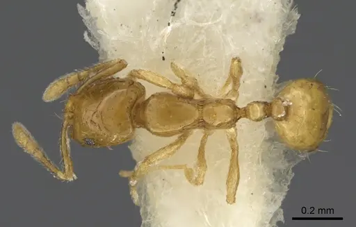 Monomorium exiguum specimen ANTWEB1041894 image antweb1041894_1