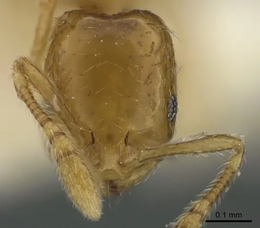 Monomorium exiguum specimen ANTWEB1041894 image antweb1041894_2