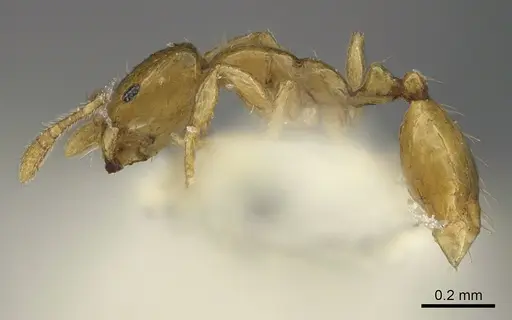 Monomorium exiguum specimen ANTWEB1041894 image antweb1041894_3