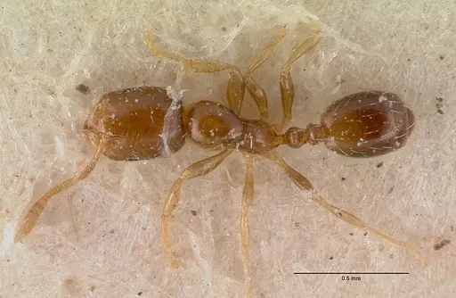 Monomorium exiguum specimen CASENT0010762 image casent0010762_1