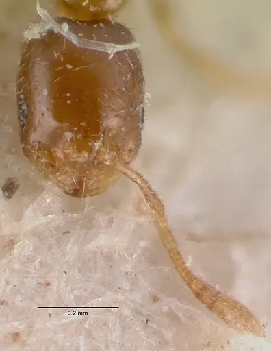 Monomorium exiguum specimen CASENT0010762 image casent0010762_2