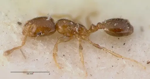 Monomorium exiguum specimen CASENT0010762 image casent0010762_3