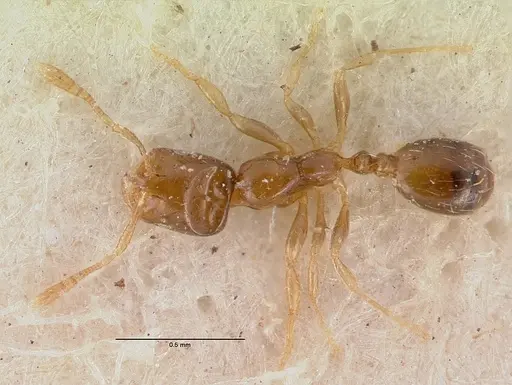 Monomorium exiguum specimen CASENT0010763 image casent0010763_1