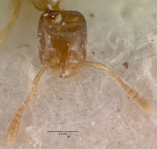 Monomorium exiguum specimen CASENT0010763 image casent0010763_2
