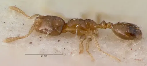 Monomorium exiguum specimen CASENT0010763 image casent0010763_3