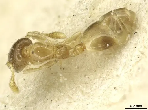 Monomorium exiguum specimen CASENT0010878 image casent0010878_1