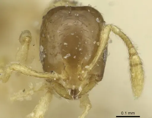 Monomorium exiguum specimen CASENT0010878 image casent0010878_2