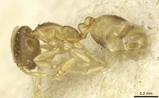 Monomorium exiguum specimen CASENT0010878 image casent0010878_3