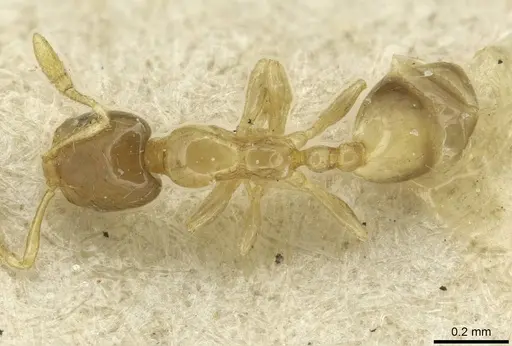 Monomorium exiguum specimen CASENT0010879 image casent0010879_1
