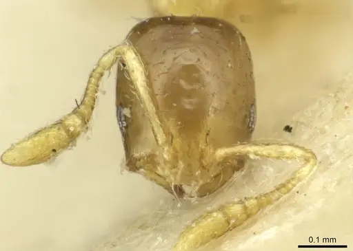 Monomorium exiguum specimen CASENT0010879 image casent0010879_2