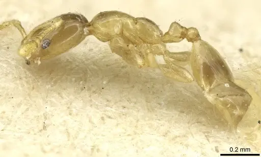 Monomorium exiguum specimen CASENT0010879 image casent0010879_3