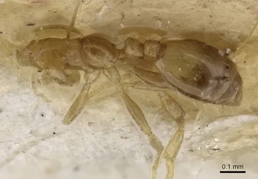 Monomorium exiguum specimen CASENT0010880 image casent0010880_1