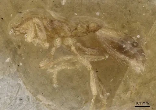 Monomorium exiguum specimen CASENT0010880 image casent0010880_2