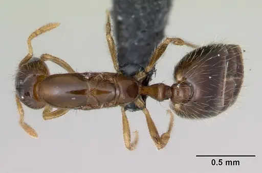 Monomorium exiguum specimen CASENT0027163 image casent0027163_1