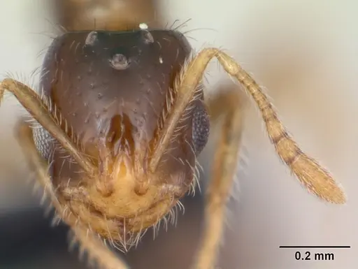 Monomorium exiguum specimen CASENT0027163 image casent0027163_2