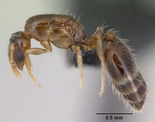 Monomorium exiguum specimen CASENT0027163 image casent0027163_3