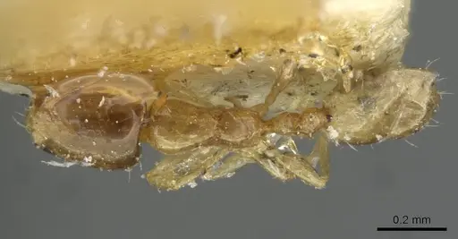 Monomorium exiguum specimen CASENT0101586 image casent0101586_1
