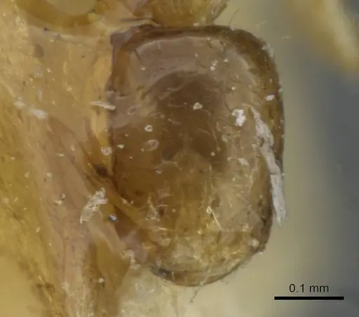 Monomorium exiguum specimen CASENT0101586 image casent0101586_2