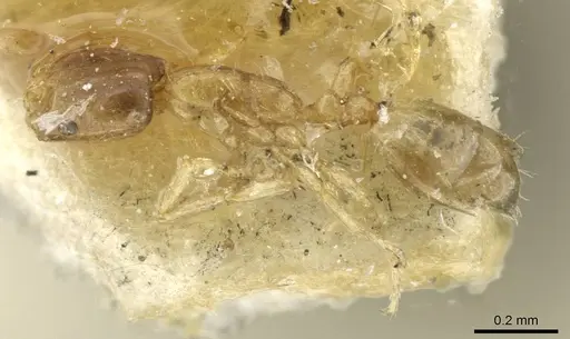 Monomorium exiguum specimen CASENT0101586 image casent0101586_3